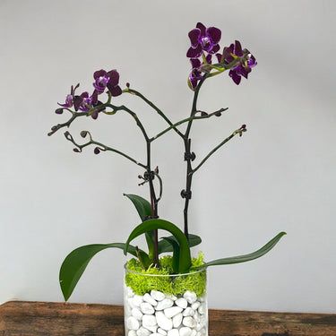 Purple Mini Orchid Plant Arrangement